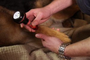 Laser treatment of pain and wounds on animals and humans